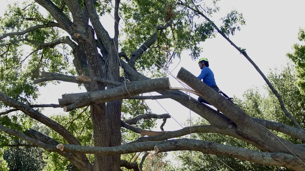 Professional Crown Thinning performed by certified arborists in Hubbell